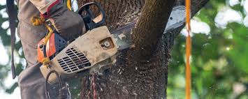 Best Tree Trimming and Pruning  in Loudoun Lley Estates, VA