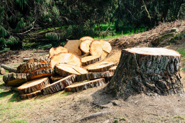 Best Firewood Processing and Delivery  in Loudoun Lley Estates, VA